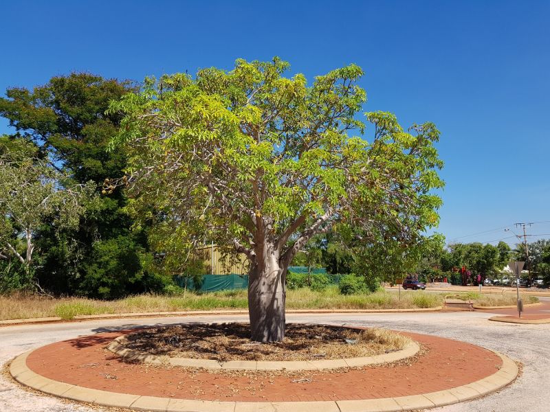 Tree Curbing Installation in Citrus County, FL