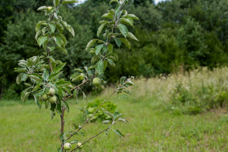 Apple Tree Planting in Honolulu, HI