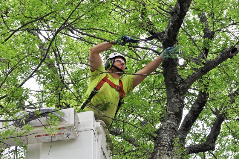 Arborist Pruning in Reno, NV