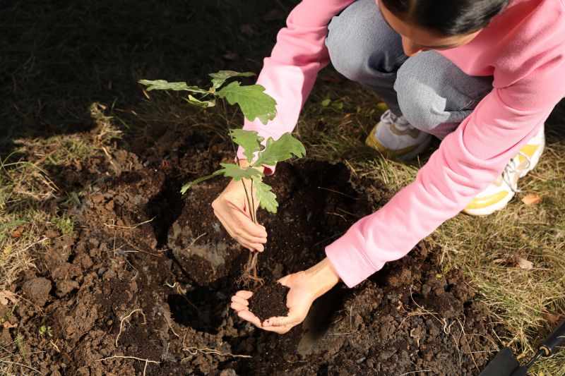 Dogwood Tree Planting in Ventura County, CA