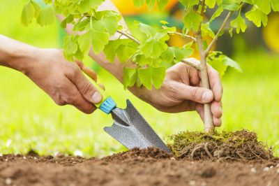 Fruit Tree Planting in Honolulu, HI