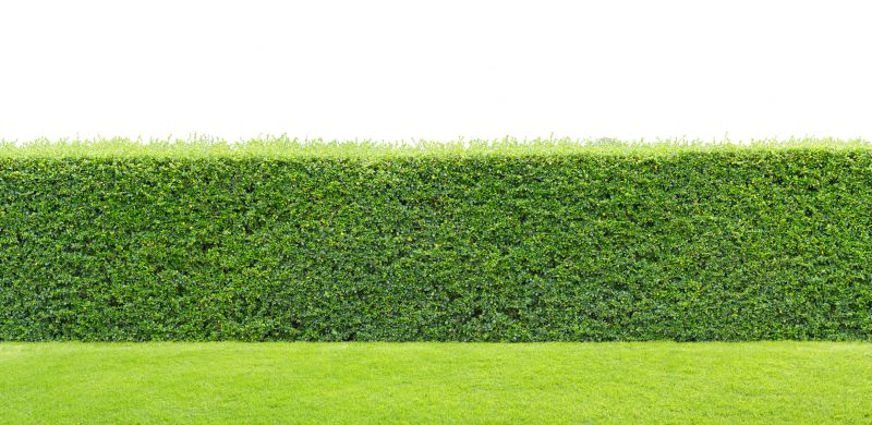 Hedge Installation in Ventura County, CA