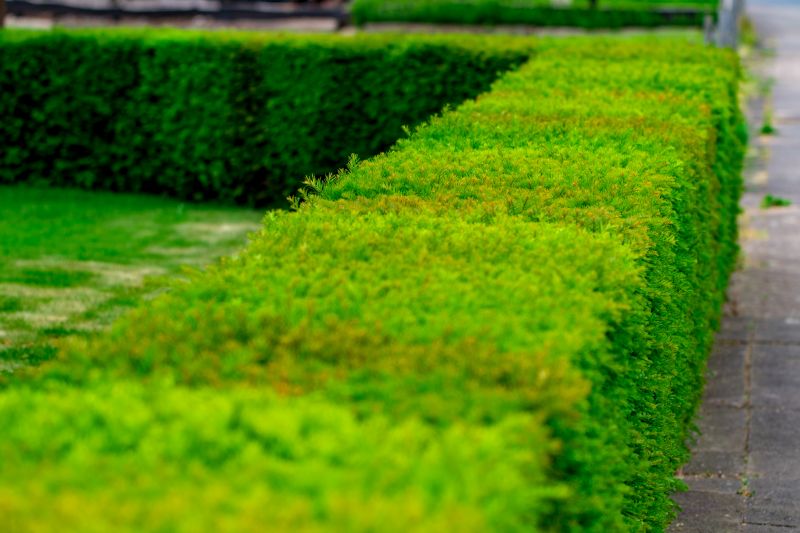 Hedge Planting in Honolulu, HI
