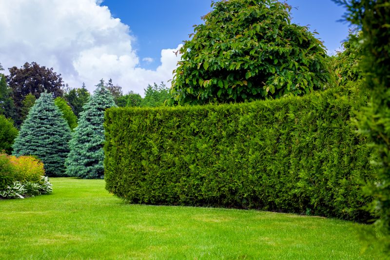 Hedge Replacement in Honolulu, HI