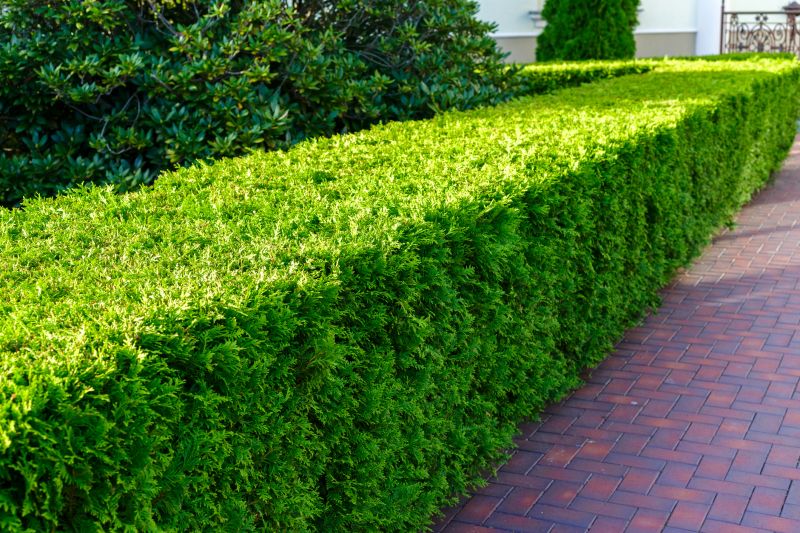 Hedge Replacement in Ventura County, CA
