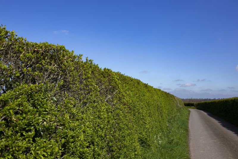 Hedge Replacement in Ventura County, CA