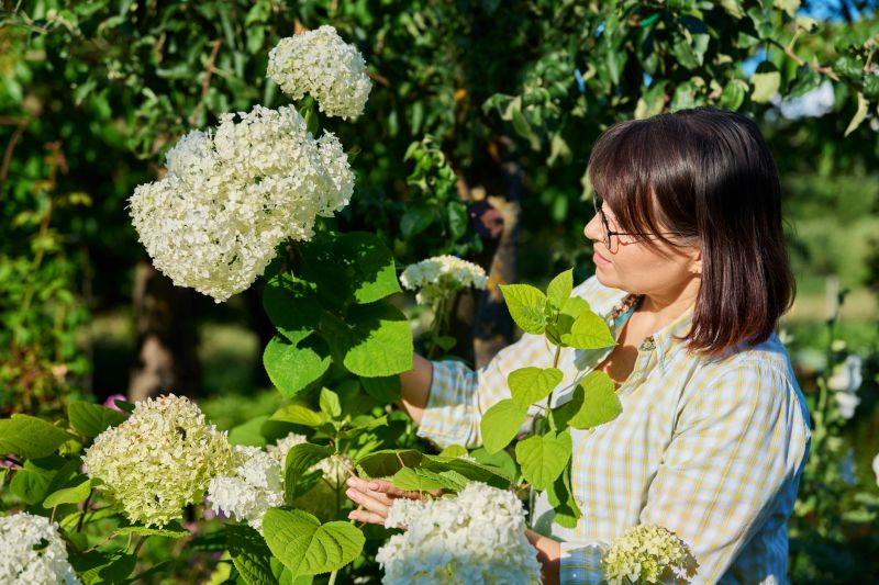 Hydrangea Planting in Honolulu, HI