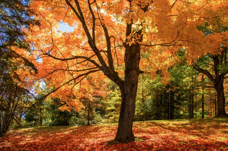 Japanese Maple Planting in Ventura County, CA