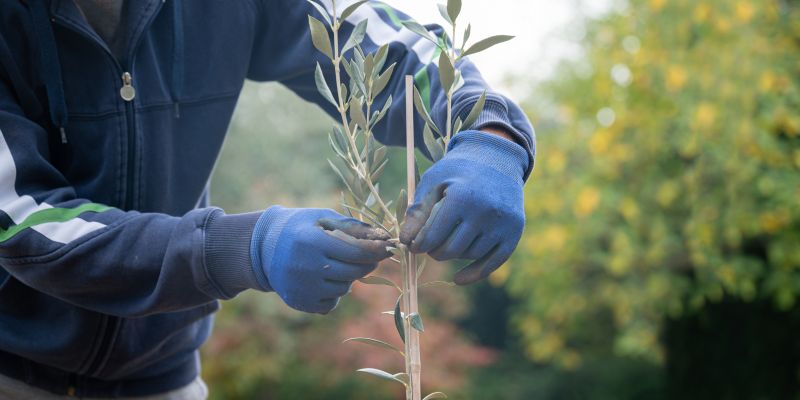 Palm Tree Planting in Ventura County, CA
