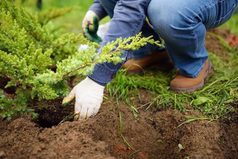 Pear Tree Planting in Honolulu, HI