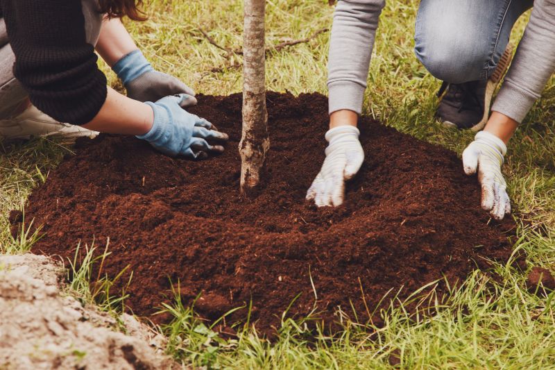 Pine Tree Planting in Honolulu, HI
