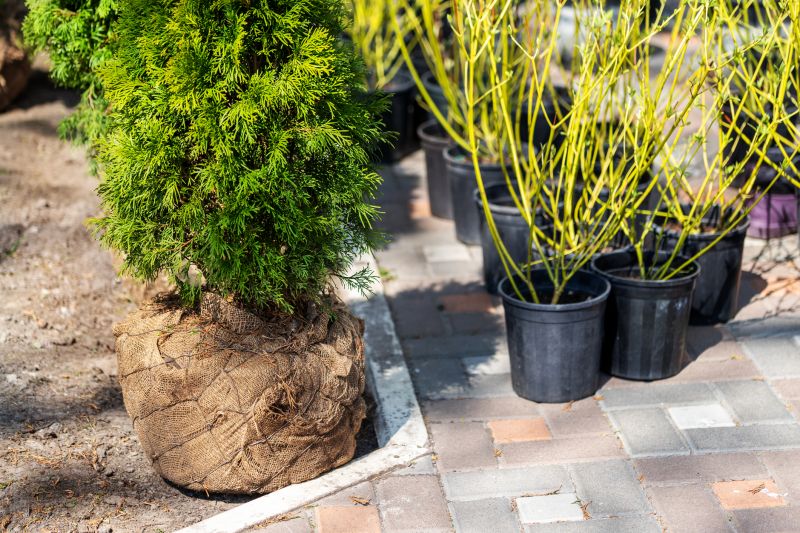 Shrub Installation in Honolulu, HI