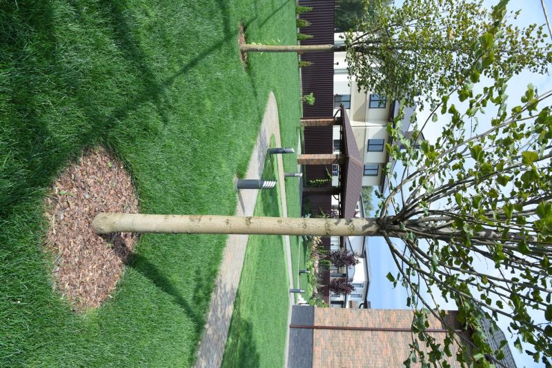 Tree Landscaping in Ventura County, CA