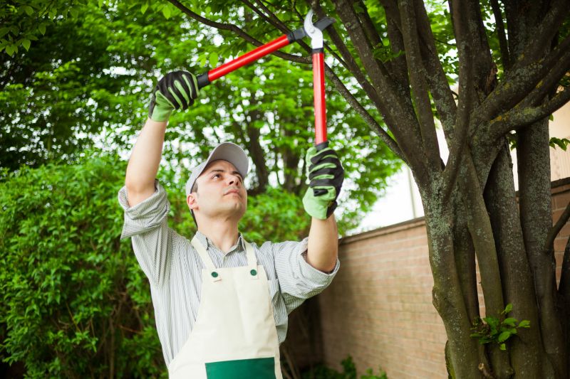 Tree Straightening Service in Reno, NV
